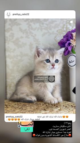 انثى-سكوتش ستريت شامل الاغراض