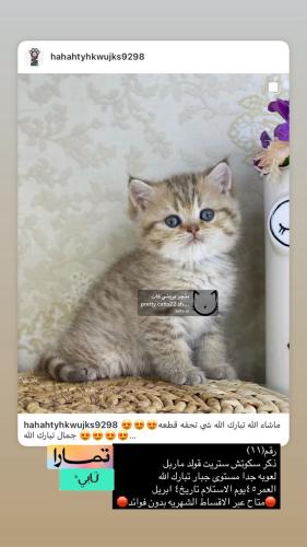 ذكر-سكوتش ستريت قولد ماربل شامل الاغراض