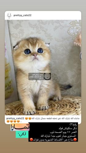 ذكر-سكوتش فولد شامل الاغراض