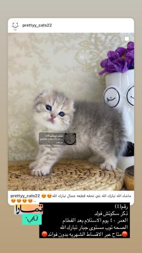 ذكر-سكوتش فولد شامل الاغراض