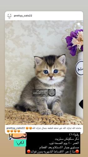 ذكر-سكوتش ستريت شامل الاغراض