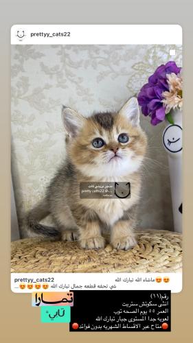 انثى-سكوتش ستريت شامل الاغراض