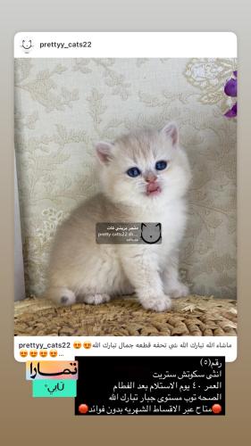انثى-سكوتش ستريت شامل الاغراض