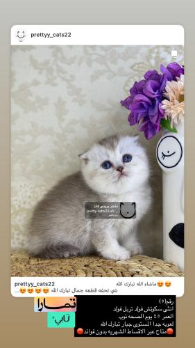 انثى-سكوتش فولد تربل فولد شامل الاغراض