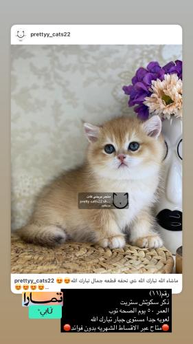 ذكر-سكوتش ستريت شامل الاغراض