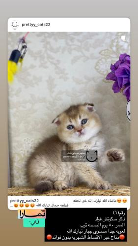 ذكر-سكوتش فولد شامل الاغراض