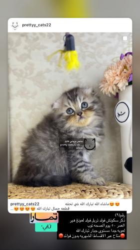 ذكر-سكوتش فولد تربل فولد لونغ هير  شامل الاغراض