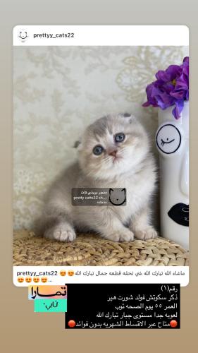 ذكر-سكوتش فولد شامل الاغراض