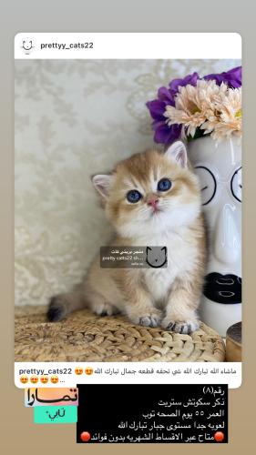 ذكر-سكوتش ستريت شامل الاغراض