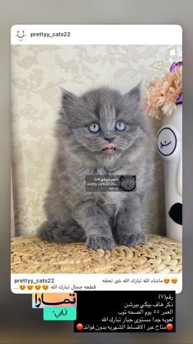 ذكر-هاف بيكي بيرشن شامل الاغراض