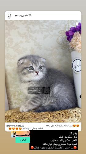 ذكر-سكوتش فولد شامل الاغراض