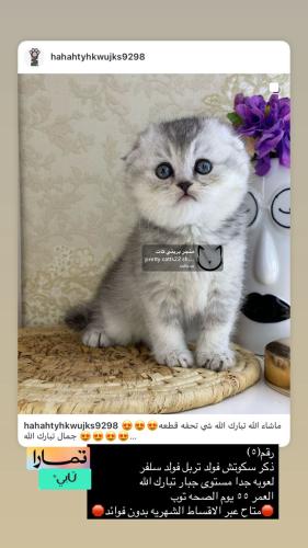 ذكر-سكوتش فولد سلفر شامل الاغراض