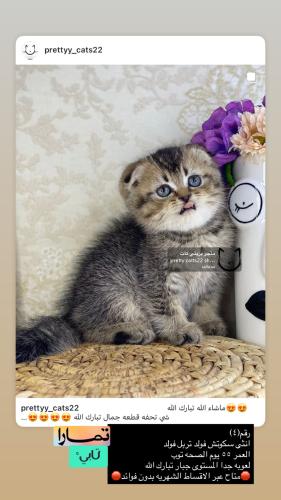 انثى-سكوتش فولد تربل فولد شامل الاغراض