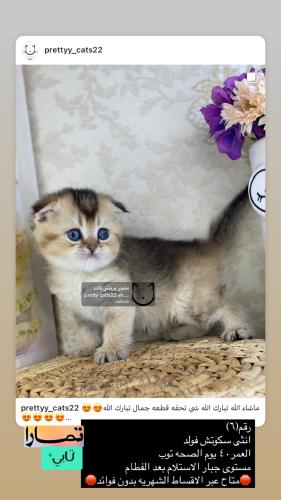 انثى-سكوتش فولد شامل الاغراض