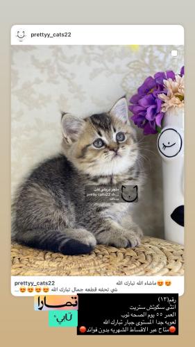 انثى-سكوتش ستريت شامل الاغراض