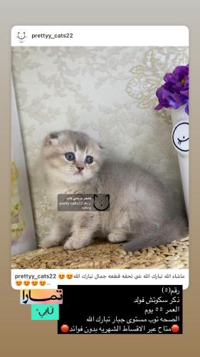 ذكر-سكوتش فولد شامل الاغراض