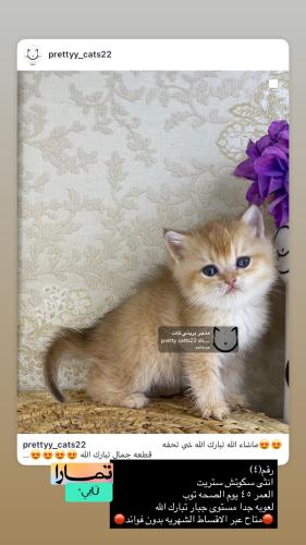 انثى-سكوتش ستريت شامل الاغراض