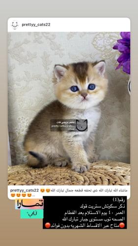ذكر-سكوتش ستريت قولد شامل الاغراض