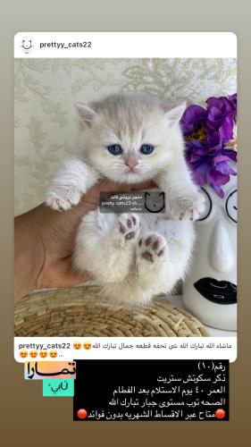 ذكر-سكوتش ستريت شامل الاغراض