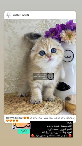انثى-سكوتش فولد تربل فولد شامل الاغراض