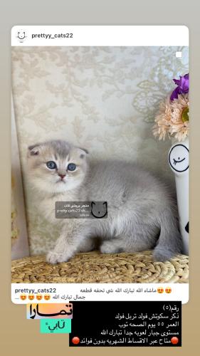ذكر-سكوتش فولد تربل فولد شامل الاغراض