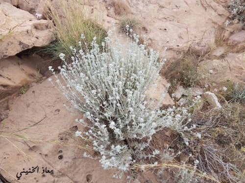 جعد مقدار بيالة من البذور و الشوائب Teucrium poliu...