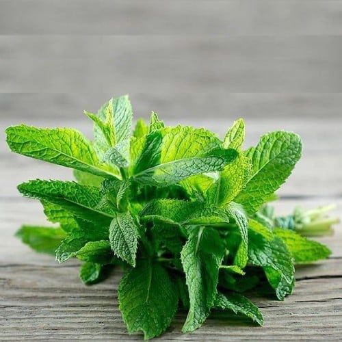 نعناع