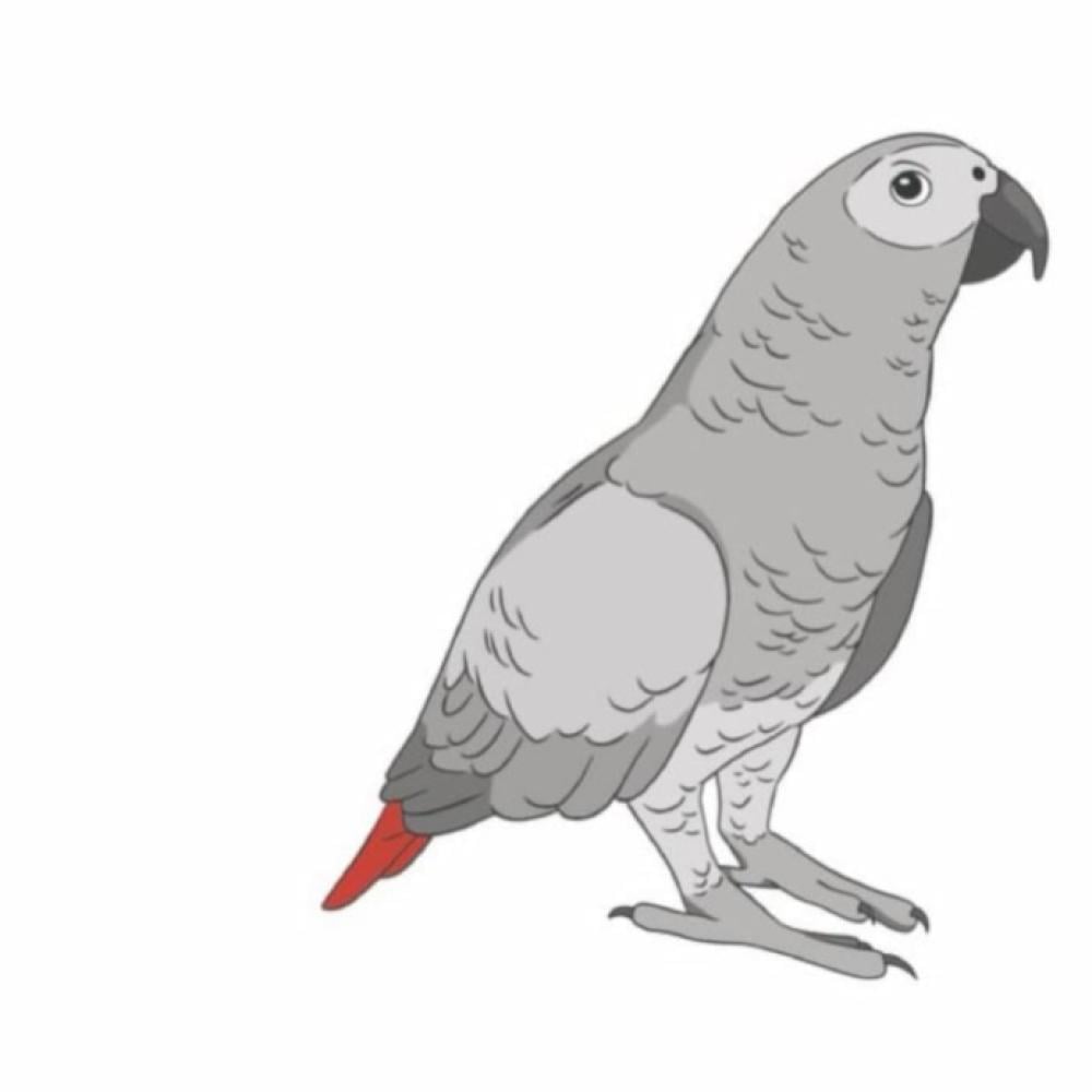 العناية بالمنقار والأظافر