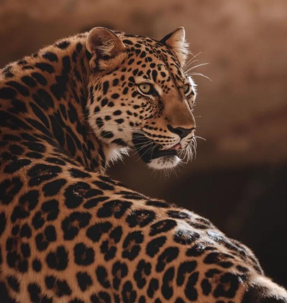 قصّـة لافيـرن