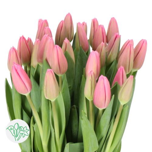 توليب 10 أغصان - Tulip