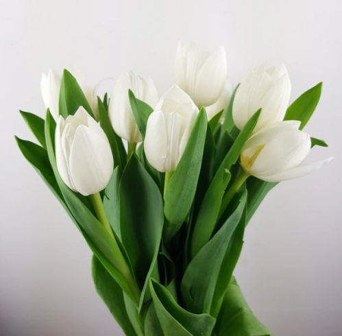 توليب 10 أغصان - Tulip