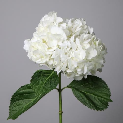 هدرنجا - Hydrangea