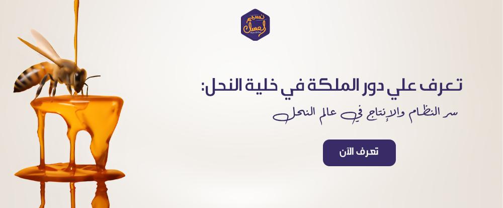 دور الملكة في خلية النحل