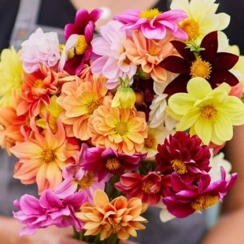 بذور زهور داليا سندريلا مختلط - DAHLIA CINDERELLA