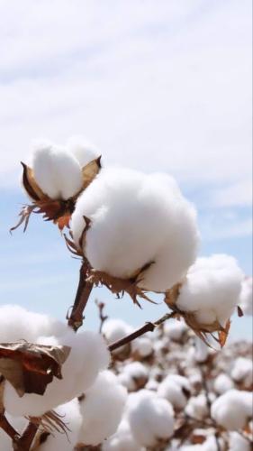 بذور القطن العضوي - organic cotton seeds