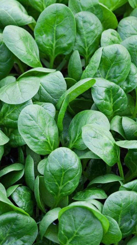 بذور سبانخ بطل الخليج  ( متوارث ) -Gulf Champion Spinach