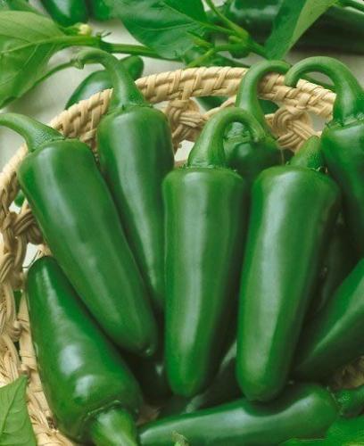 بذور الفلفل الحار تام هالبينو - Pepper Seeds - Hot...