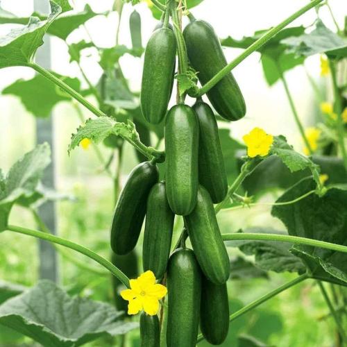 بذور خيار سقراط F1 - Cucumber SOCRATES F1