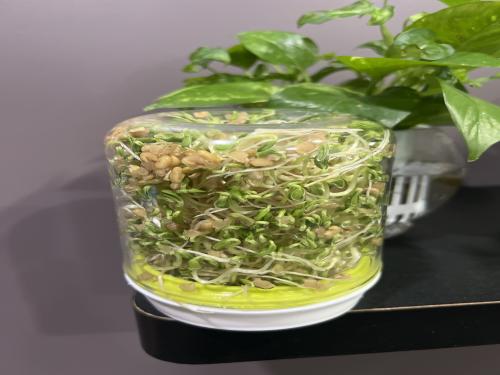 وعاء برعمة واستنبات البذور -seed sprouting pot