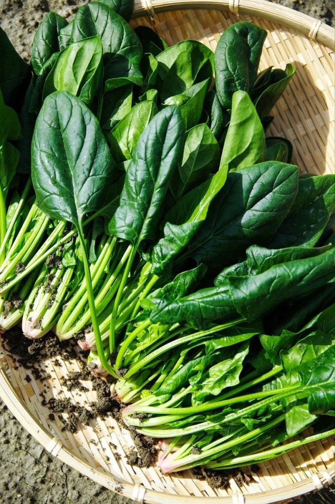 بذور سبانخ بطل الخليج  ( متوارث ) -Gulf Champion Spinach