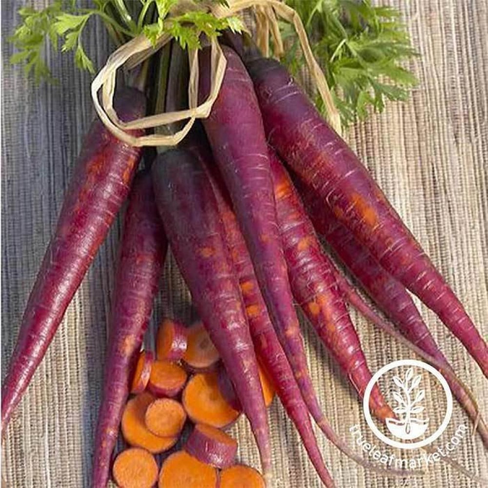 Purple Carrot جزر ارجواني Golden Plant Seeds
