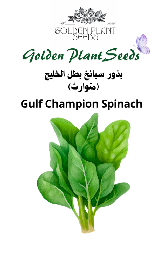 بذور سبانخ بطل الخليج  ( متوارث ) -Gulf Champion Spinach