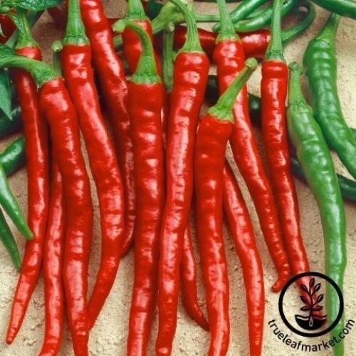 بذور فلفل الكايين الاحمر الحلو - Pepper Seeds - Sw...