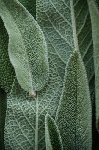 بذور عشبة الميرمية - Sage seeds