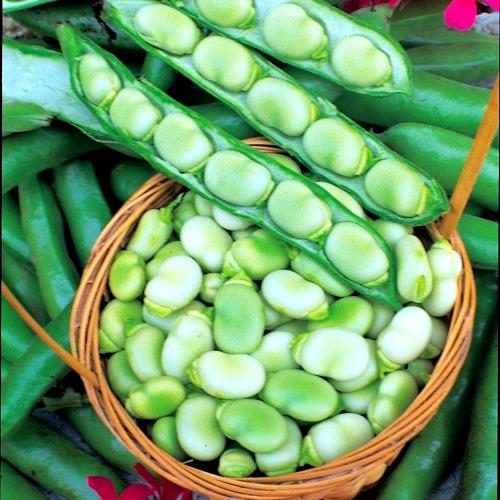 فول عريض ( متوارث) - Broad Bean