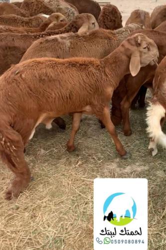 ساكني مرابي