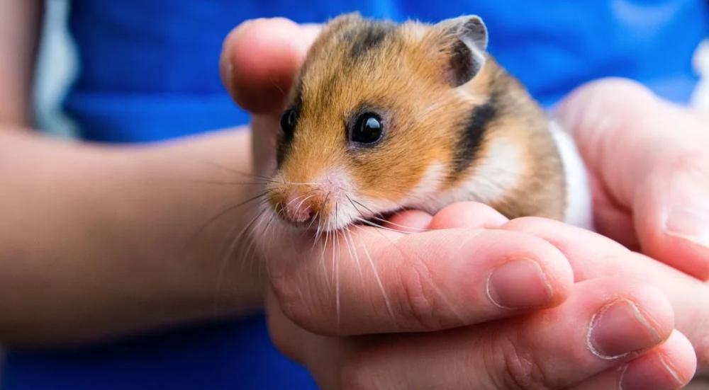 معلومات عن الهامستر