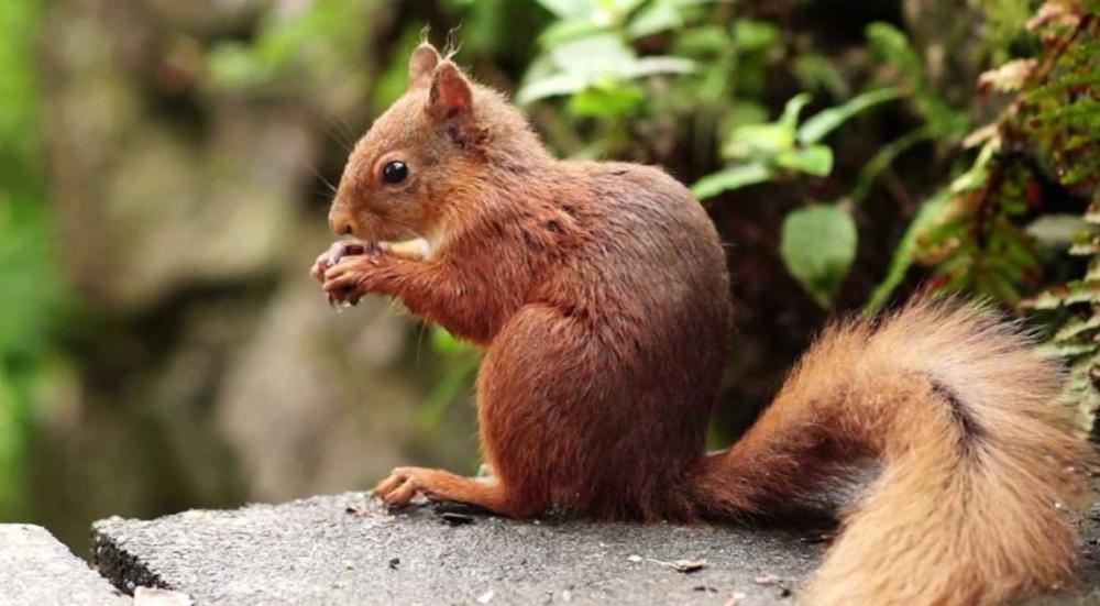 الحيوانات وطعامها