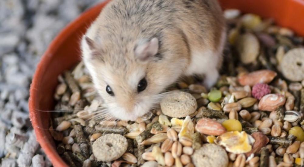 اكل للهامستر​ لنمو صحي
