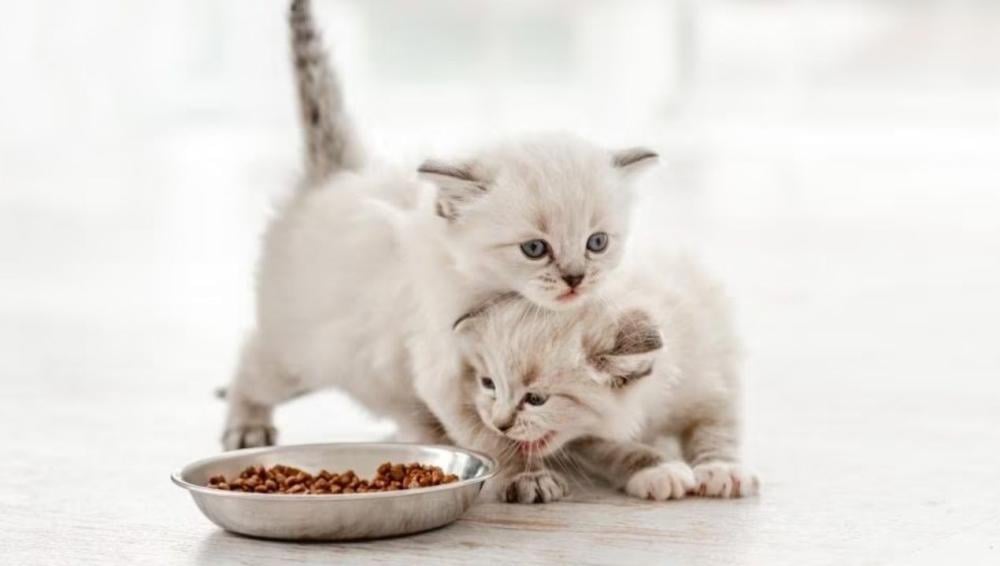 ارخص دراي فود للقطط